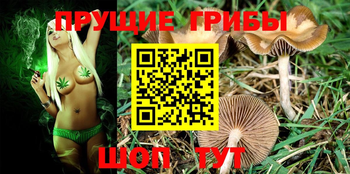 Псилоцибиновые грибы прущие грибы Знаменск
